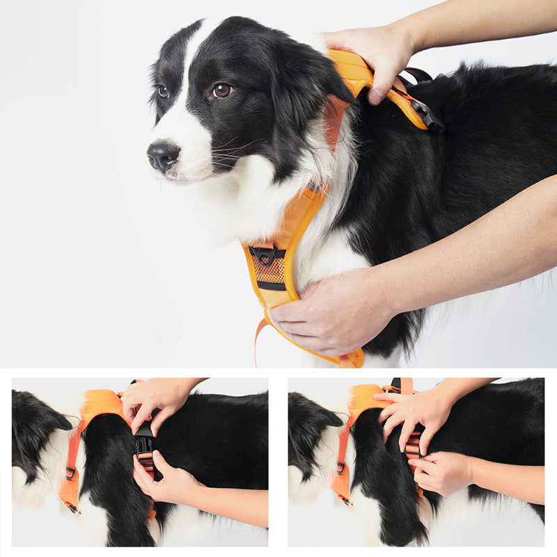 2 in 1 harness with integrated leash