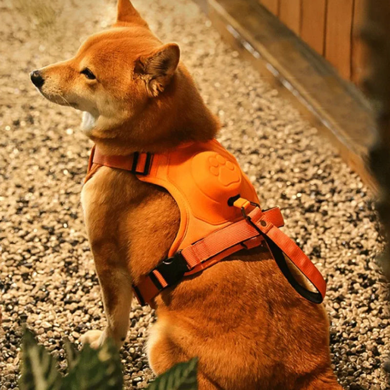 2 in 1 harness with integrated leash