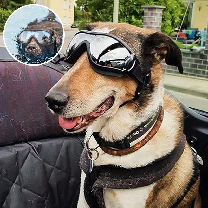 Outdoor Goggles for Dogs