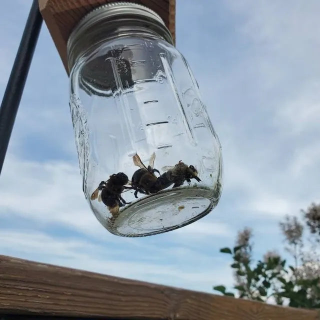 Best Carpenter Bee Trap