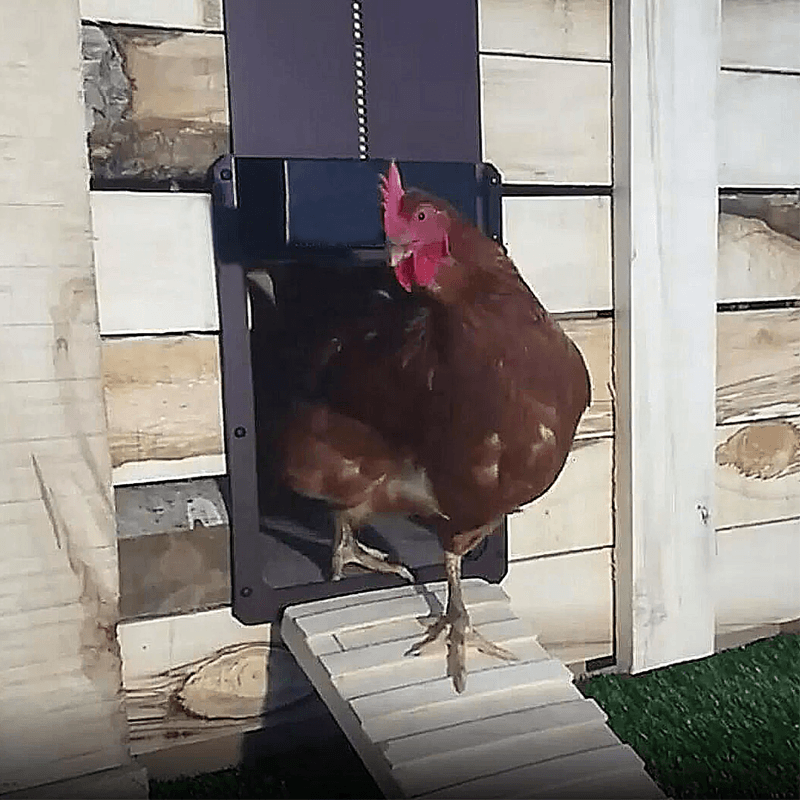 Automatic Chicken Coop Door