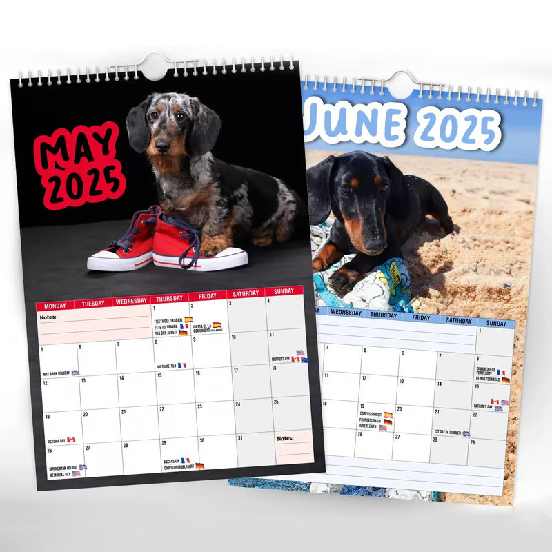 Cheeky Dachshunds - 2025 Wall Calendar