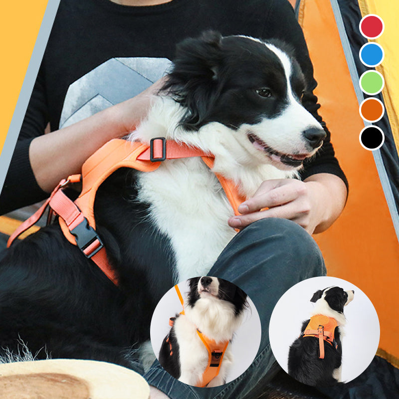 2 in 1 harness with integrated leash