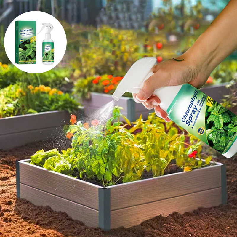 Chlorophyll Spray