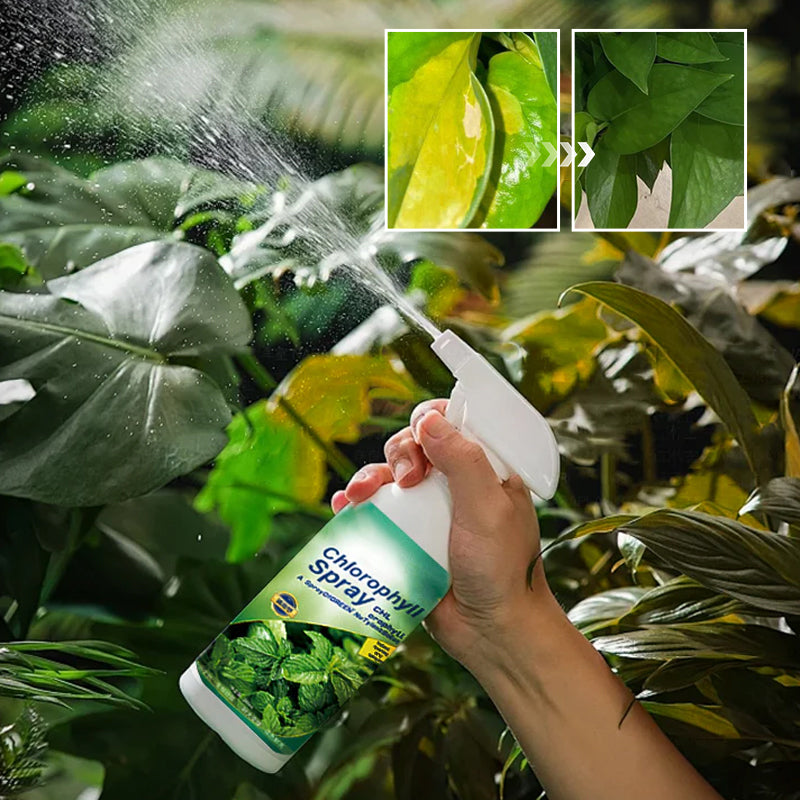 Chlorophyll Spray