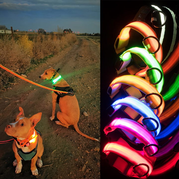 Dog LED Collars
