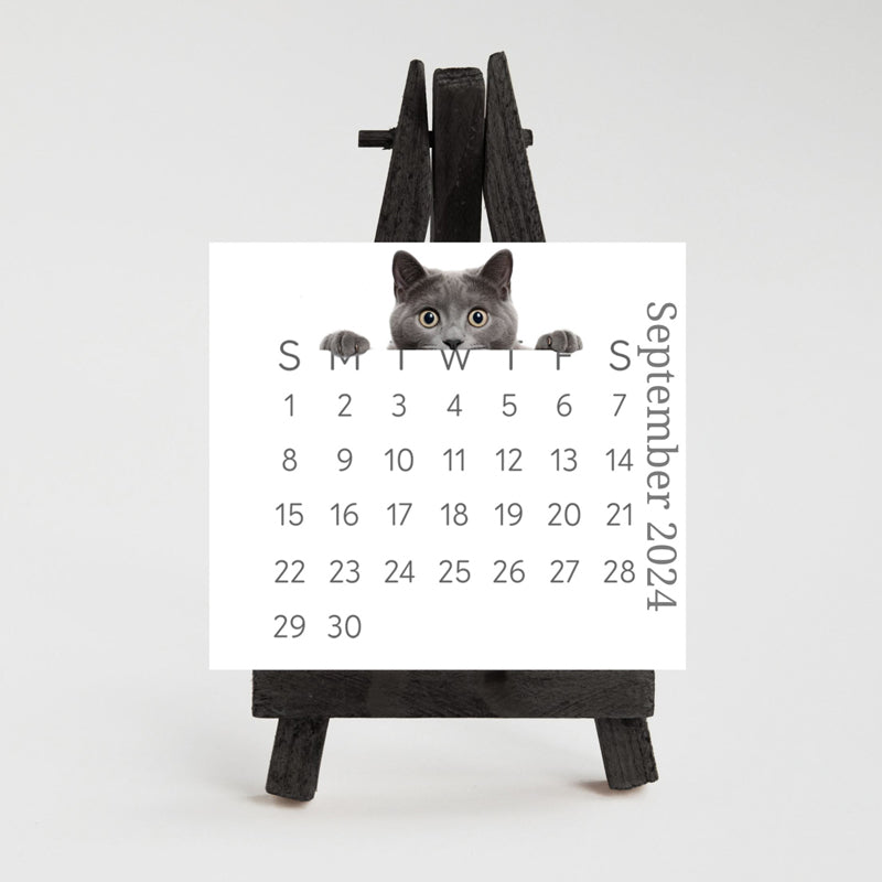 🐱2024 Peeking Cat Desk Calendar