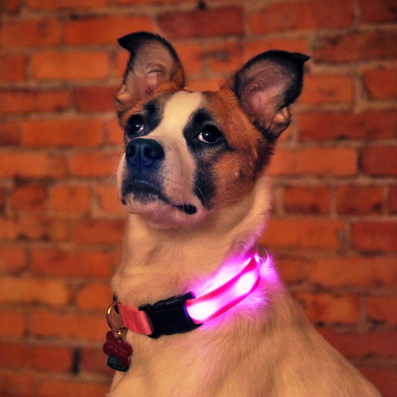 Dog LED Collars